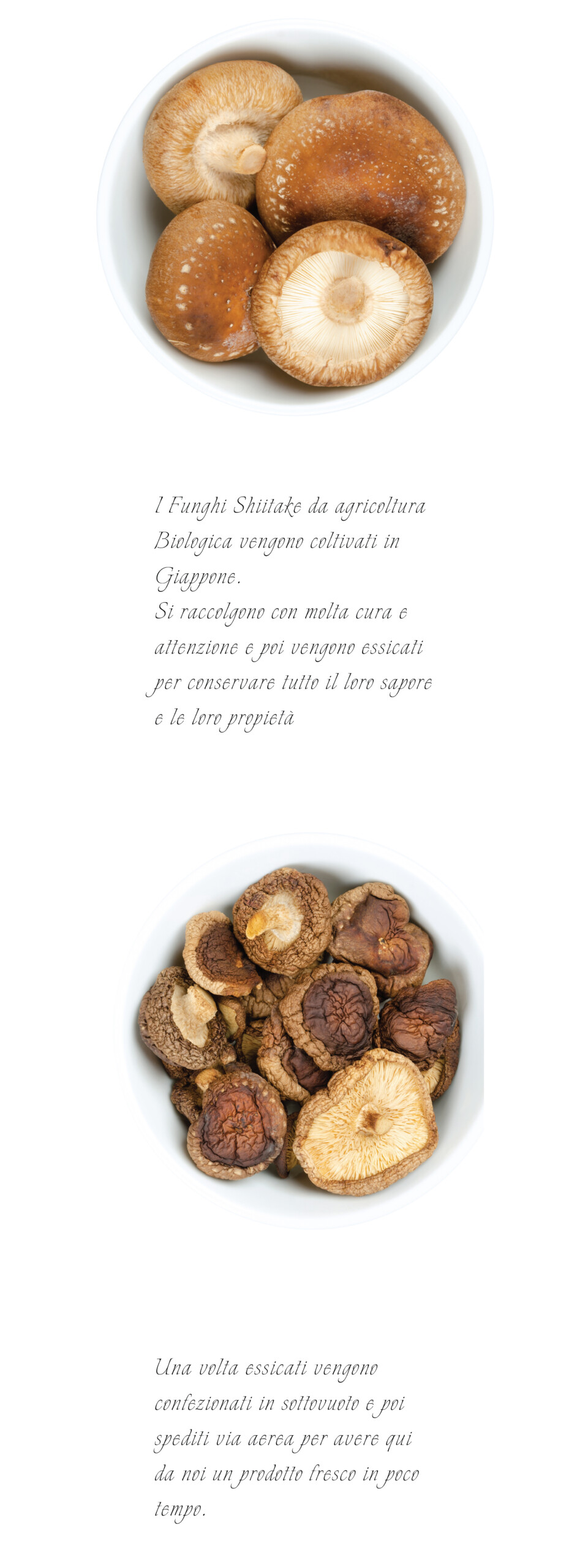 Shiitake with text per prodotti page-10-12