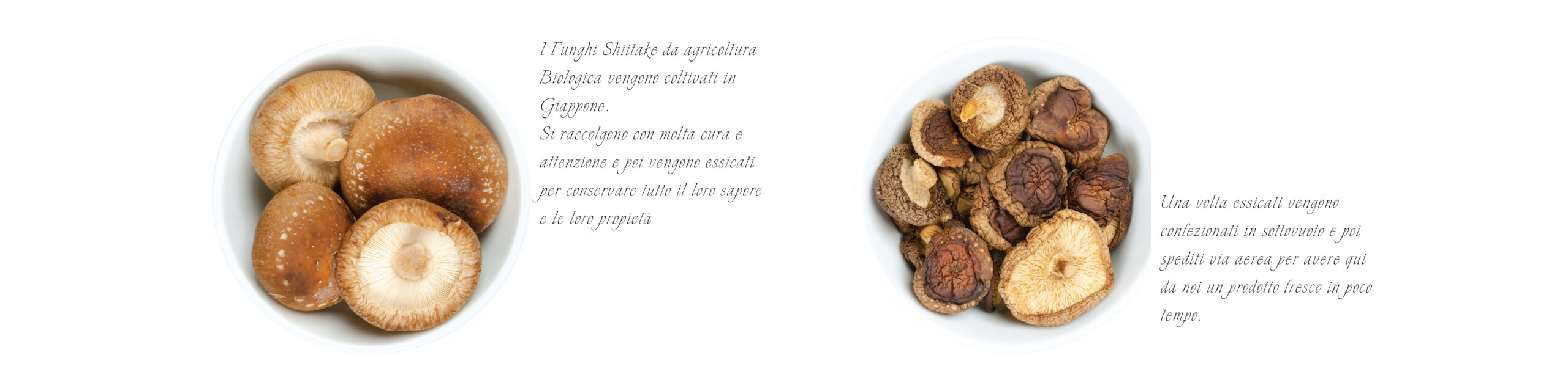 Shiitakewith text per prodotti page-10